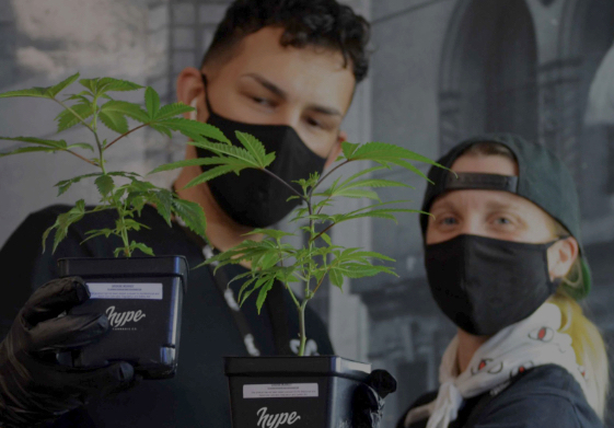 6-tips-to-grow-cannabis-vibe-cannabis-dispensary-near-by-how-to-grow-cannabis-clones-hype-cannabis-co