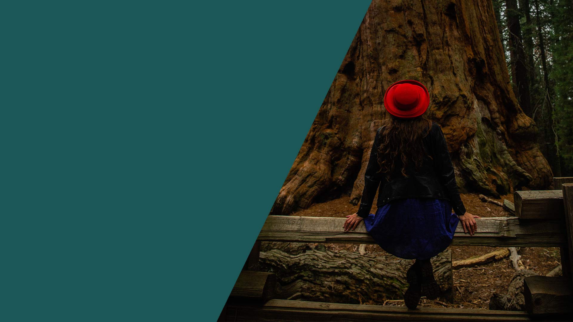 Mendocino County’s Redwoods: Unique Perspective from Vibe By California