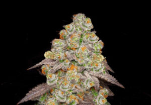 Vibe by California: Dispensary Near Me for Cannabis Deals 9 biscotti-pancakes-cannabis-strain-flower-bud-vibe-dispensary-hype-cannabis-co