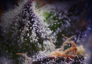 Vibe by California: Dispensary Near Me for Cannabis Deals 5 gelato #33 strain