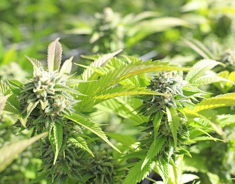 cannabis-cultivation-tips-and-techniques-for-growing-your-own-plants_featured_photo