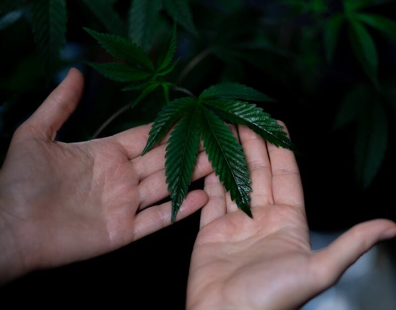 cannabis-etiquette-101-a-guide-to-socializing-in-californias-marijuana-scene_featured_photo-1