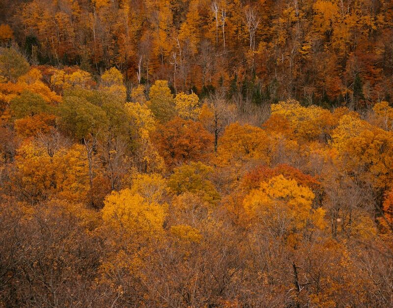 from-seed-to-splendor-the-life-cycle-of-californias-most-coveted-cannabis-plants_featured_photo