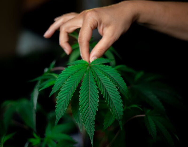 global-ganja-a-voyage-through-the-worlds-rich-cannabis-history_featured_photo