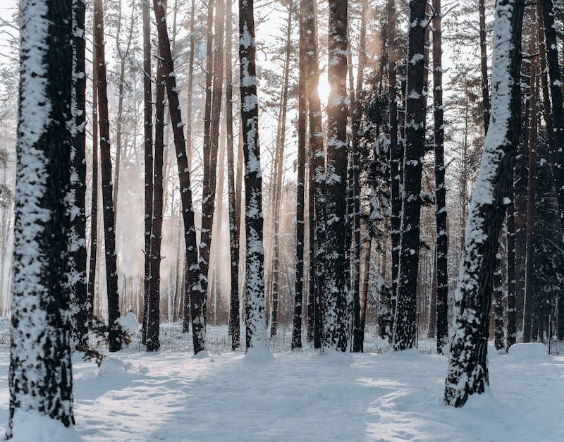 high-art-the-influence-of-cannabis-on-californias-creative-scene-in-the-20th-century_featured_photo