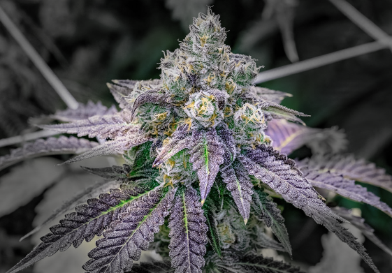 what-marijuana-strain-tastes-like-fruity-pebbles-vibe-by-california-vibe-dispensary