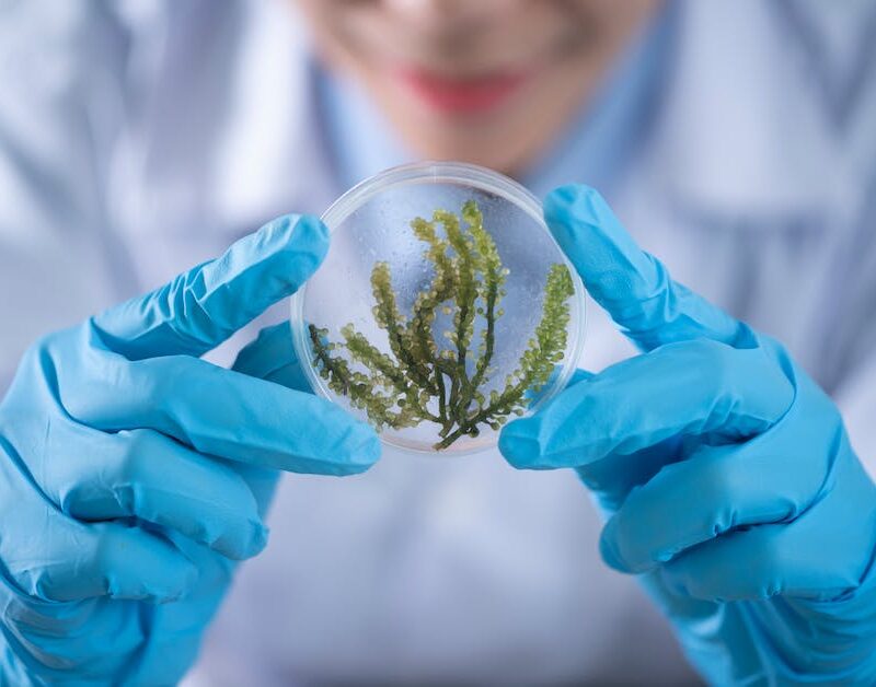 from-farm-to-medicine-cabinet-how-cannabis-can-revolutionize-healthcare_featured_photo-1