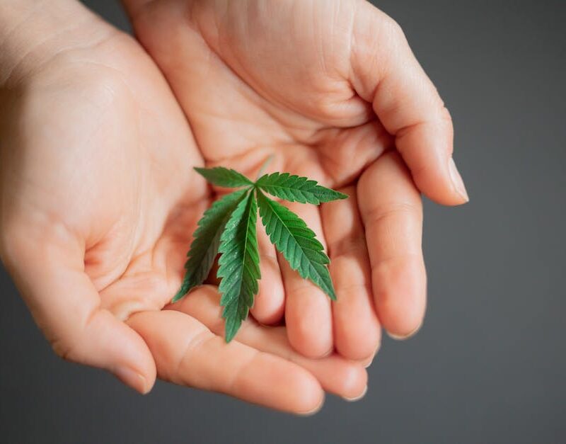 growing-cannabis-at-home-tips-for-successful-indoor-clone-cultivation_featured_photo