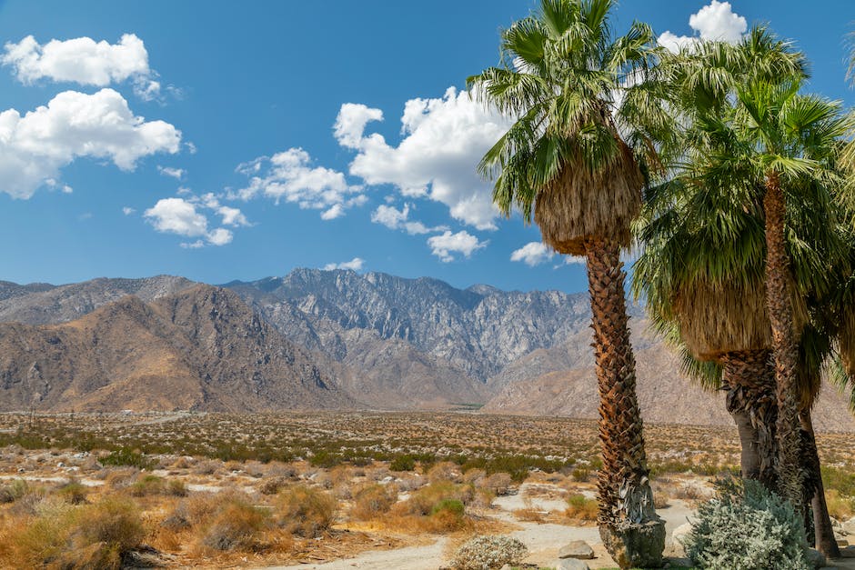 Heatwaves And High Times: Safely Enjoying Cannabis In Palm Springs’ Climate