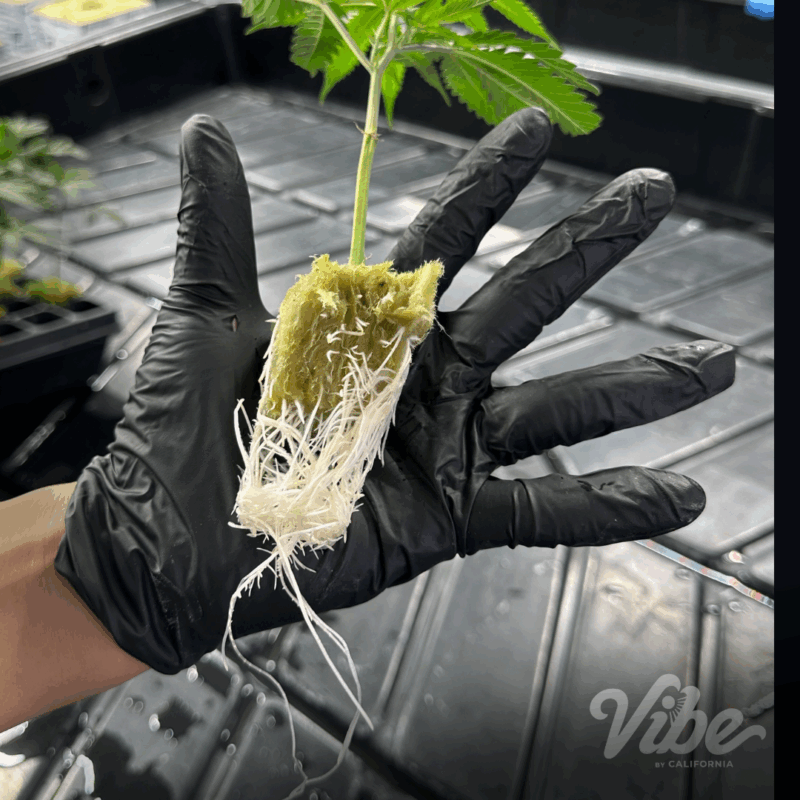 Roots of a cannabis clones