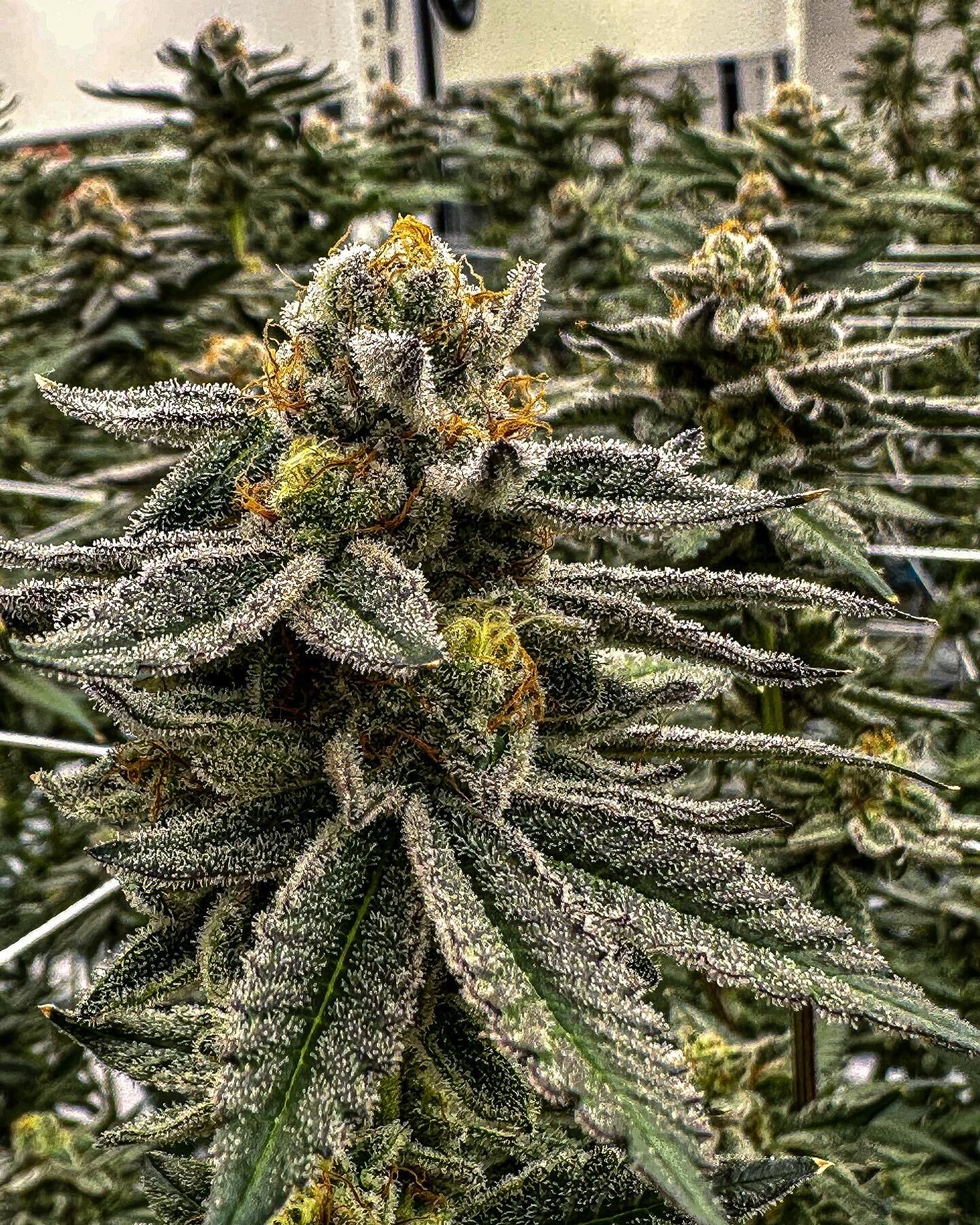 The Cost Of Cannabis: How Much Does a Pound Of Weed Cost In California’s Recreational Market?