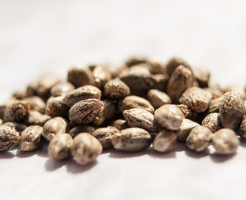 cannabis seeds from a seed bank