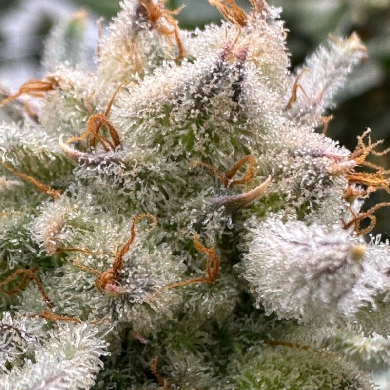 gods breath marijuana strain