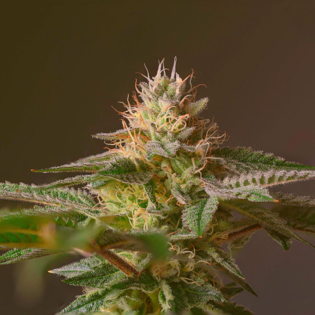 Unraveling the Cannabis Strains: A Deep Dive into Indica, Sativa, and Hybrids