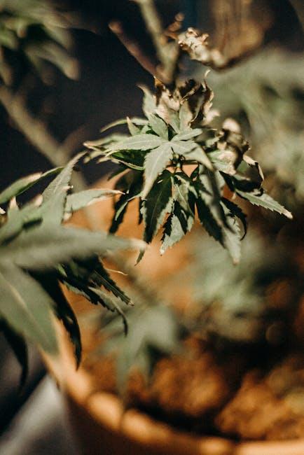 Elevate Your Green Thumb: The Ultimate DIY Guide to Cultivating Cannabis at Home