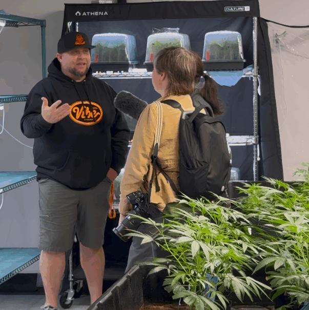 vibe-sacramento-dispensary-npr-radio